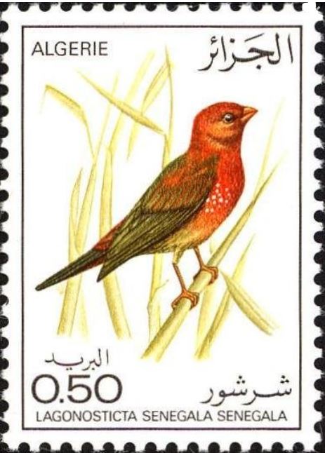 Stamp