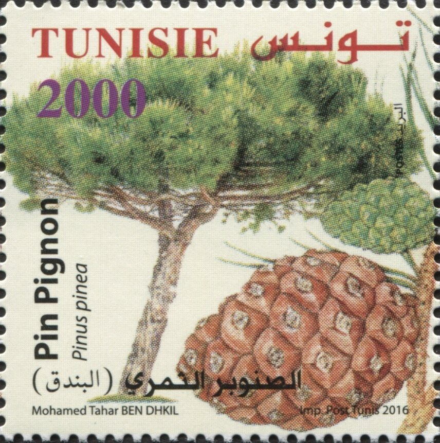 Stamp